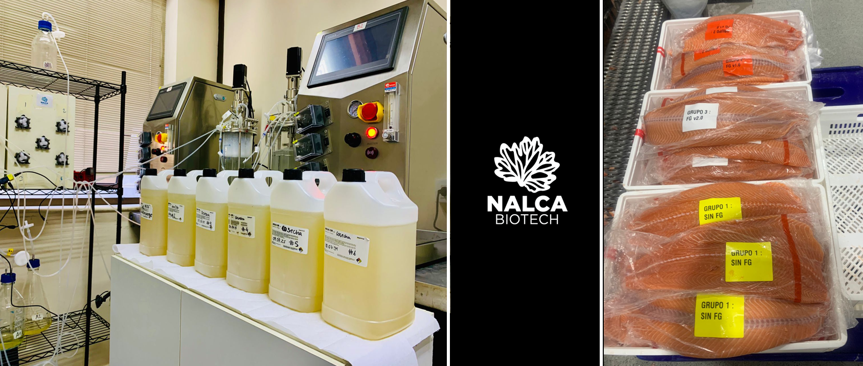 Pilot production achieved using Nalca 1 integrated with benchtop bioreactors at Nalca Biotech’s lab