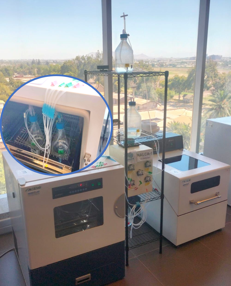 A Nalca 1 deployed at CeBIB’s Lab in a two-stage fermentation process